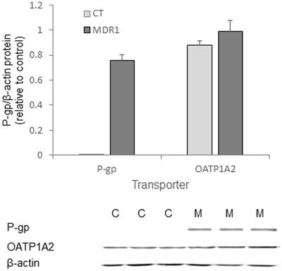 Evaluation of Near Infrared Dyes as Markers of P-Glycoprotein Activity in Tumors